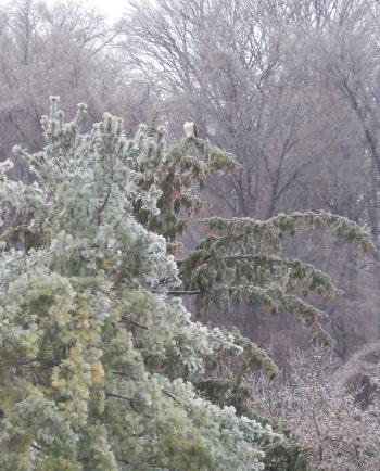 Red-tailed hawk on top of ice-covered tree in Croton on Hudson (upper village).