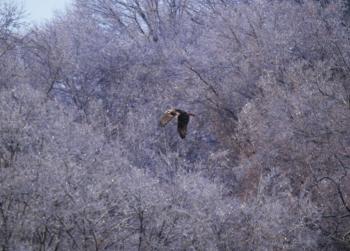 Red-tailed hawk in flight in Croton on Hudson (upper village).