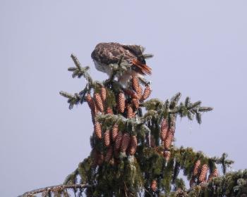 Red-tailed hawk on top of ice-covered tree in Croton on Hudson (upper village).