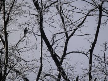 Red-tailed hawk perched in ice-covered tree in Croton on Hudson (upper village).