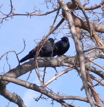 Crows in tree next to Croton River and train station.