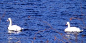 Swans in New Croton Reservoir.