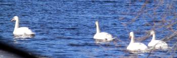 Swans in New Croton Reservoir.