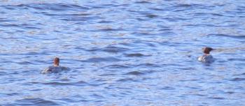 Ducks in New Croton Reservoir.