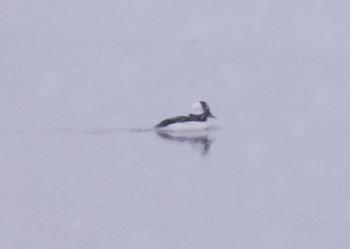 Pretty sure it's a bufflehead, first for me. Out on Hudson River.
