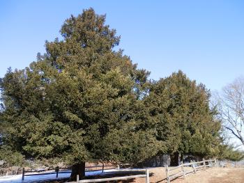 ~150 year old yew trees at Croton Point Park.