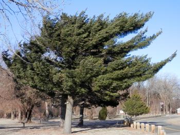 Windblown. Guess the predominant wind direction off the beach at Croton Point Park?.