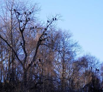 Black vultures (maybe some turkey vultures as well) in trees in upper village of Croton on Hudson.