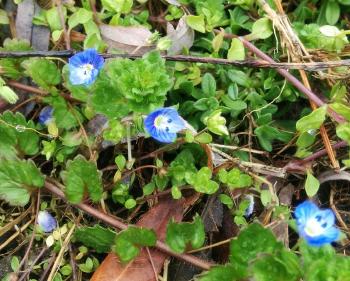 Spring flowers.