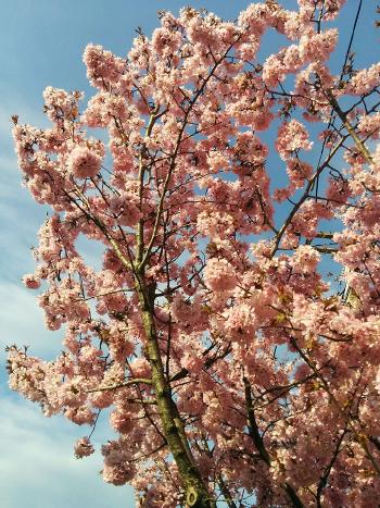 Flowering tree.