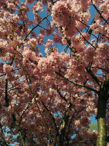 Flowering tree.