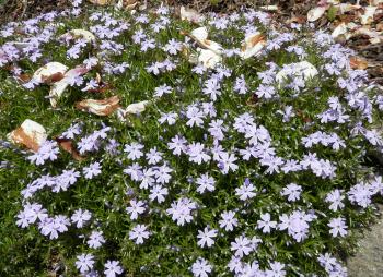 Spring flowers.