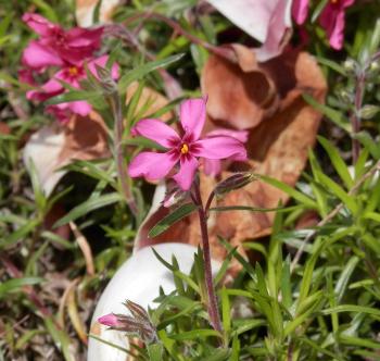 Spring flowers.