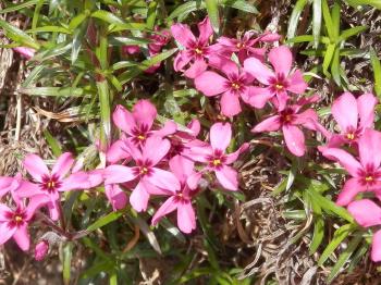 Spring flowers.