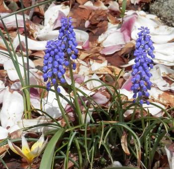 Spring flowers.