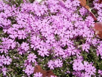 Spring flowers.