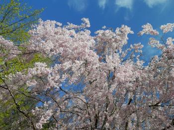 Flowering tree.