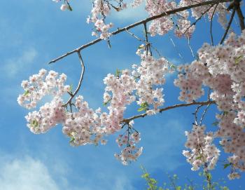 Flowering tree.