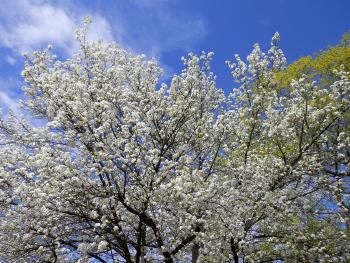 Flowering tree.