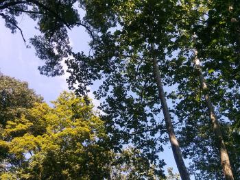 Trees along Croton River. I rather liked the contrast in light/shade and coloring.