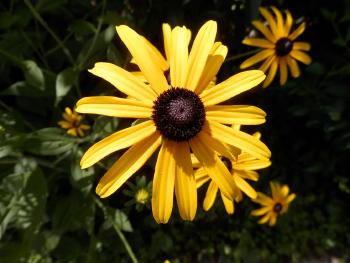 Roadside black-eyed susans.