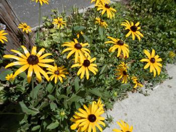 Roadside black-eyed susans.