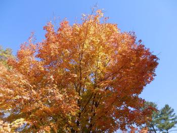 Fall foliage.