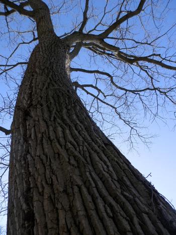 Old sprawling tree.