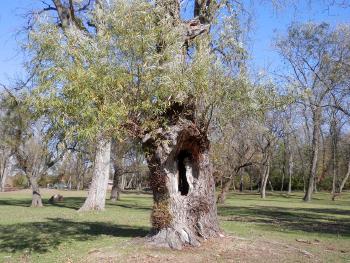 Holy tree.