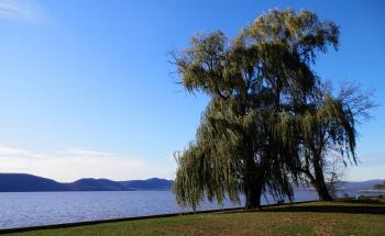 Weeping Willow on banks of Hudson River at Croton Point Park.