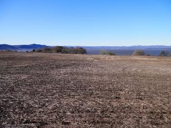 Denuded grassland hilltop at Croton Point Park, part of plan to re-introduce native species.