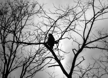 Neighborhood red-tail hawk up high in a tree.