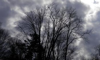 Neighborhood red-tail hawk up high in a tree.