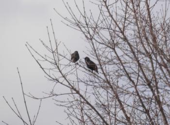 Pair of unidentified birds in a tree.