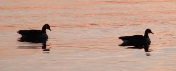 Canadian Geese on Hudson River, near Croton Yacht Club.