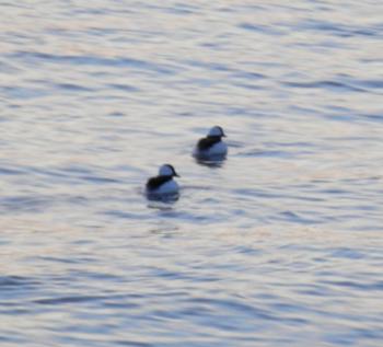 Buffleheads on Hudson River, near Half Moon Bay docks.