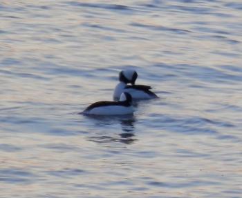 Buffleheads on Hudson River, near Half Moon Bay docks.