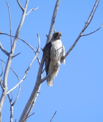 Hawk overlooking hilly meadow.