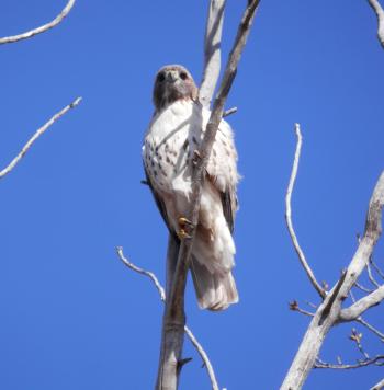 Hawk overlooking hilly meadow.