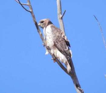 Hawk overlooking hilly meadow.