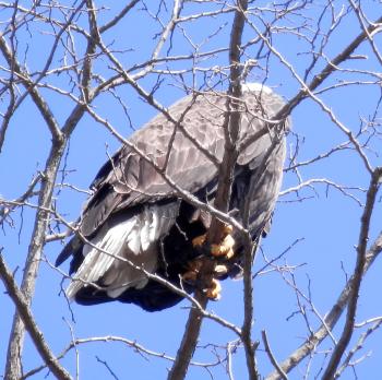 Bald eagle in Croton Point Park.