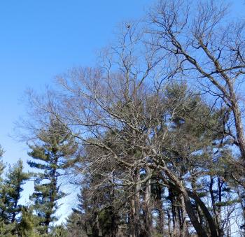 Bald eagle in Croton Point Park.