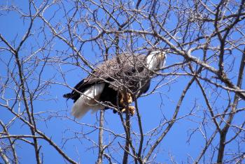 Bald eagle in Croton Point Park.