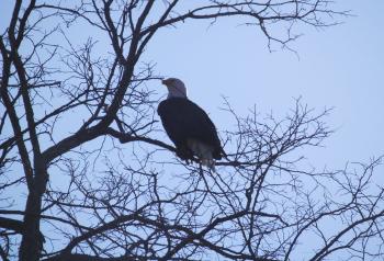 Bald eagle in Croton Point Park.
