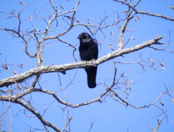 Crow in tree overlooking river.