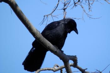 Crow in tree overlooking river.