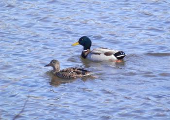 Ducks to water.