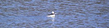 Bufflehead at sea.