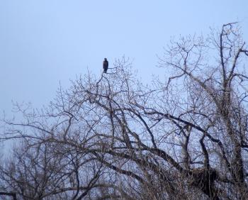 Juvenile bald eagle at nesting site.