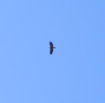 Juvenile bald eagle in flight.